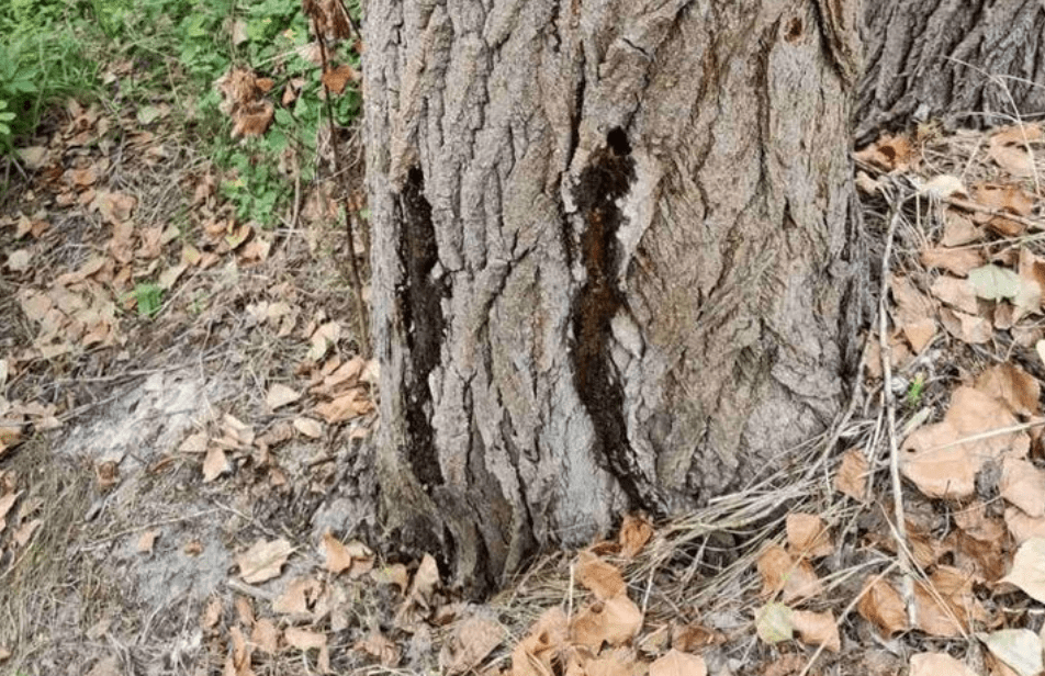 В Киеве неизвестные повредили более сотни деревьев