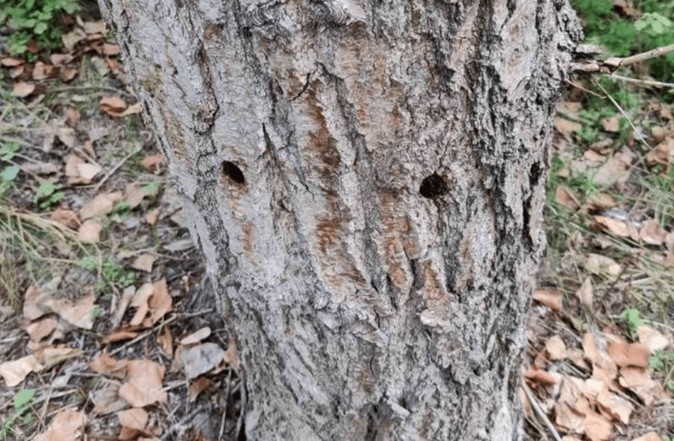 В Киеве неизвестные повредили более сотни деревьев