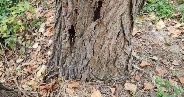 В Киеве неизвестные повредили более сотни деревьев