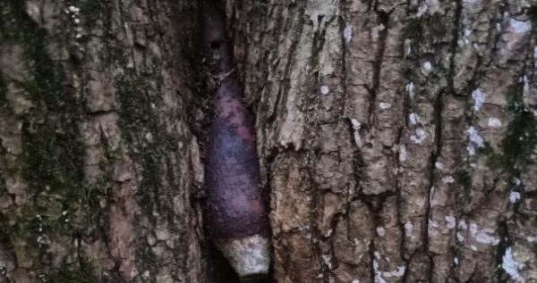 В Киеве женщина нашла на улице мину0