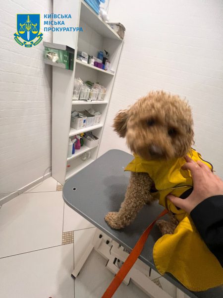 Жителю Киева, ударившему собаку на улице, грозит тюрьма1