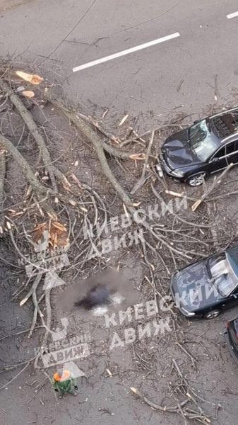 В Киеве дерево упало на женщину: она погибла2
