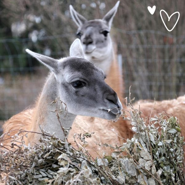 В Киевском зоопарке родился малыш гуанако2