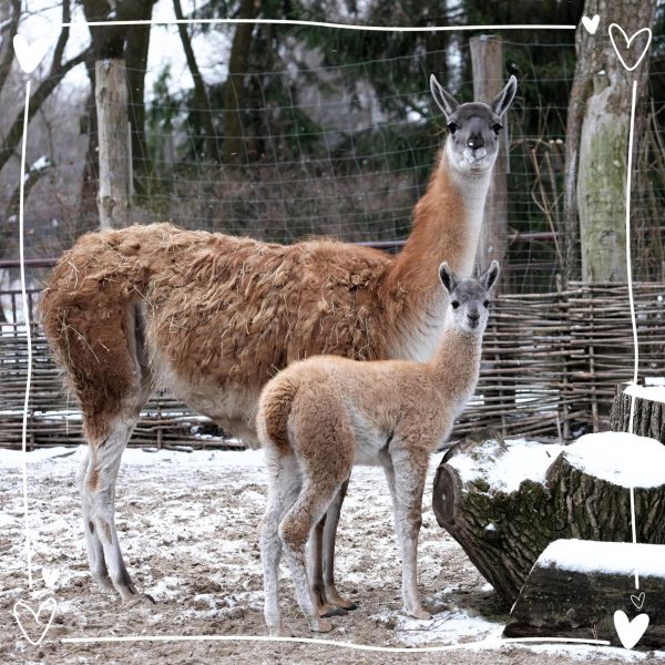 В Киевском зоопарке родился малыш гуанако3
