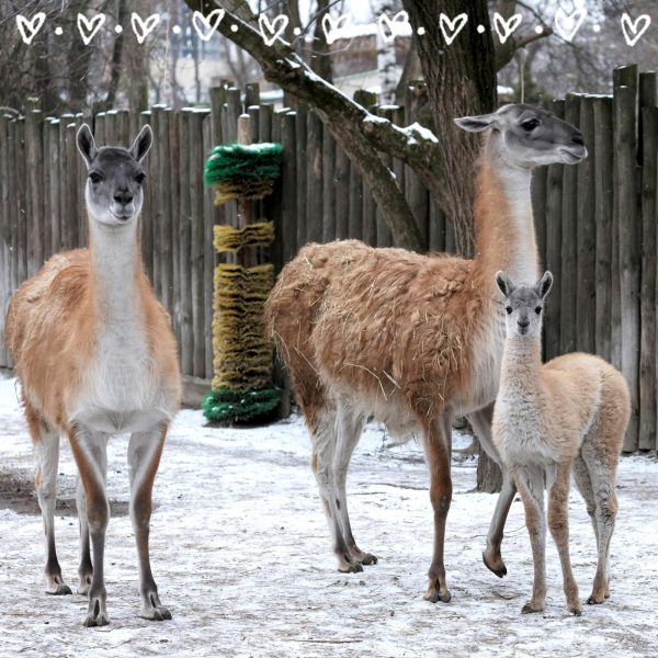 В Киевском зоопарке родился малыш гуанако5