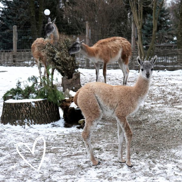 В Киевском зоопарке родился малыш гуанако1