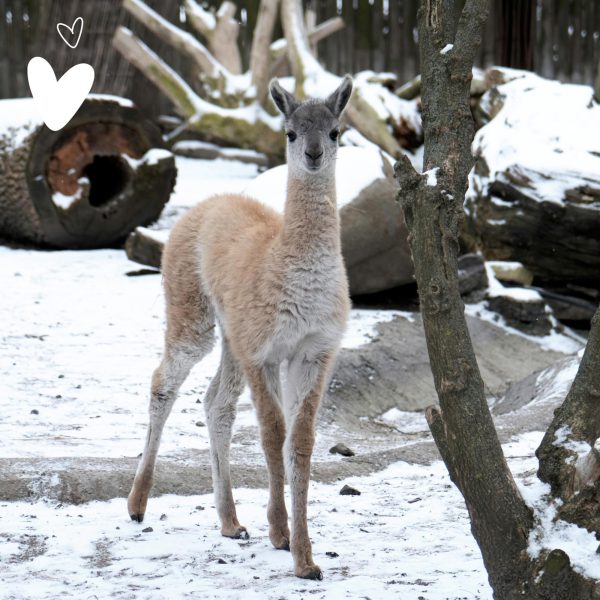 В Киевском зоопарке родился малыш гуанако4