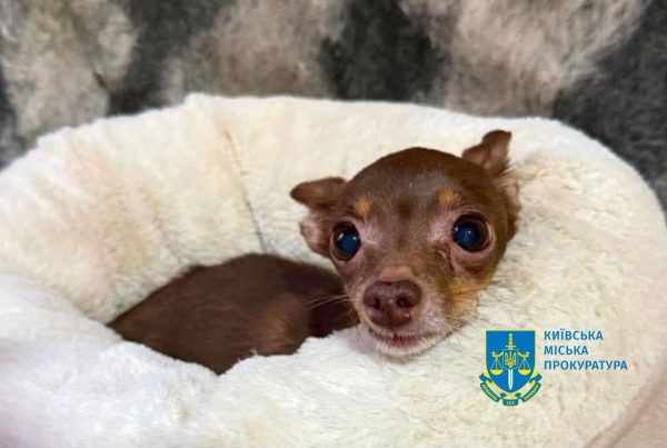 Киевлянину светит до 5 лет тюрьмы за издевательство над собакой2