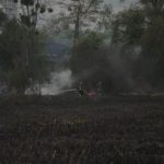 Масштабный пожар в Киеве: на Совских прудах горел тростник